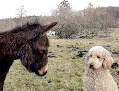 Esel Benjamin mit Königspudel Berri