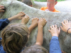 Esel lieben es, gekratzt zu werden