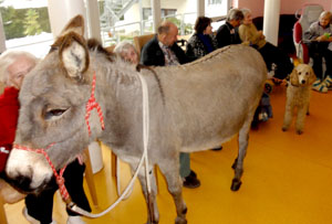 Esel- und Hundebesuch im Seniorenheim