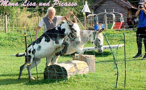 Zwei lerneifrige Miniaturesel zeigen ihren Kurserfolg