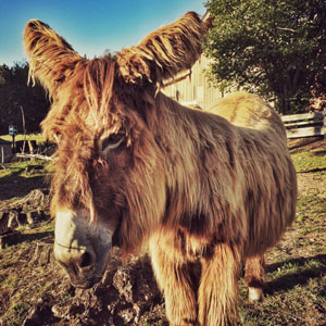 In Gedenken: Lise de Malvaux, Poitou-Großeselstute