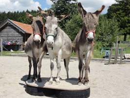 Drei Esel auf Podest